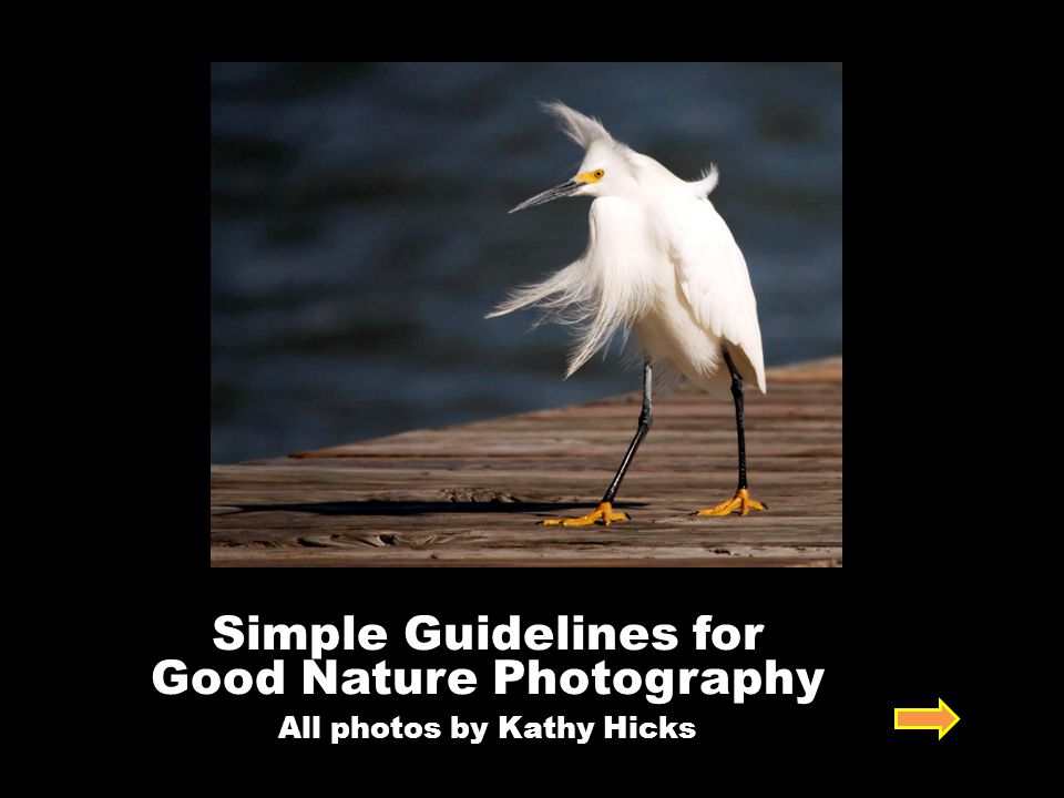 Simple Guidelines for Good Nature Photography All photos by Kathy Hicks