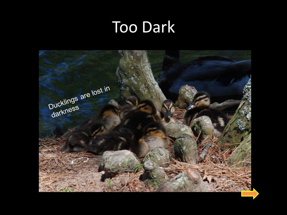 Too Dark O DARK Ducklings are lost in darkness