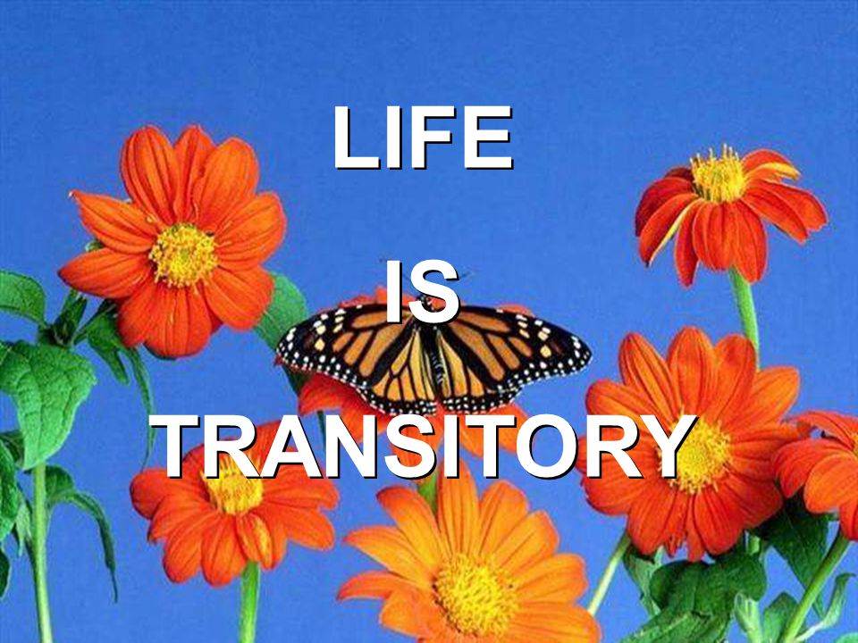 LIFE IS TRANSITORY LIFE IS TRANSITORY