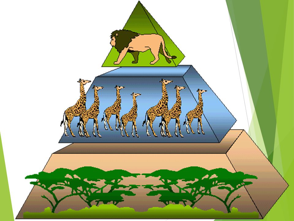 Презентация на тему экологические пирамиды