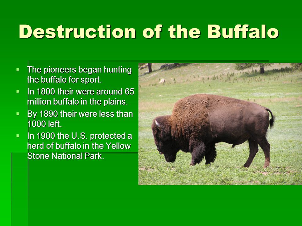 Destruction of the Buffalo  The pioneers began hunting the buffalo for sport.