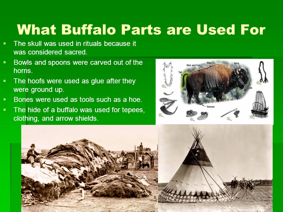 What Buffalo Parts are Used For   The skull was used in rituals because it was considered sacred.