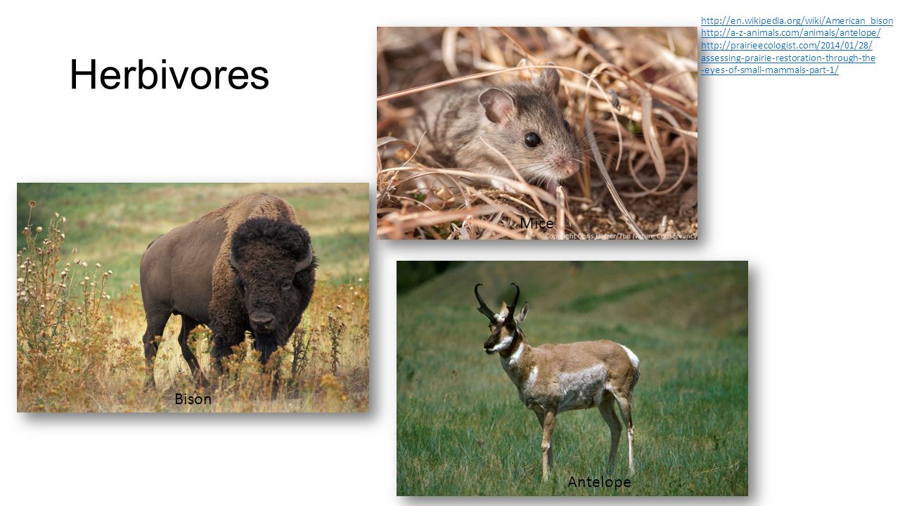 Animals of the Prairie The Zoologist Section by Marlena. - ppt download