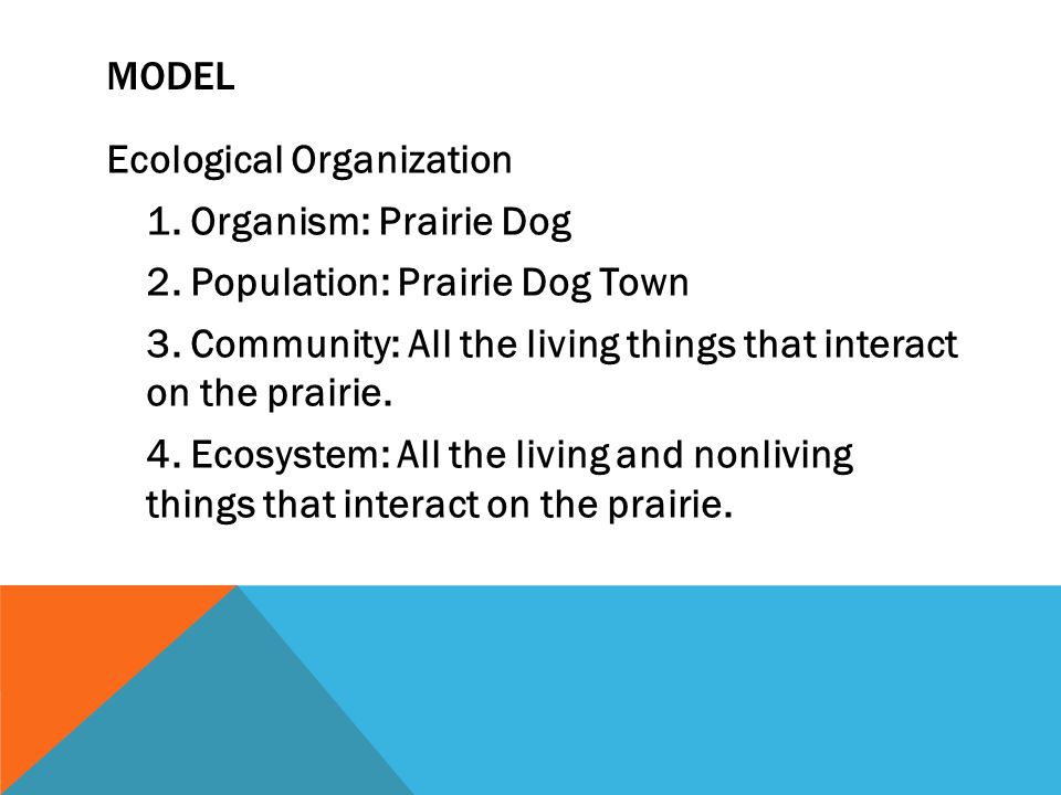 MODEL Ecological Organization 1. Organism: Prairie Dog 2.