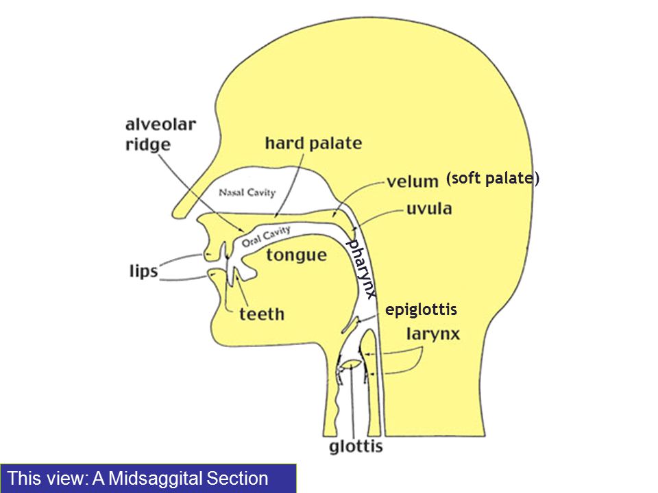 This view: A Midsaggital Section (soft palate) epiglottis pharynx