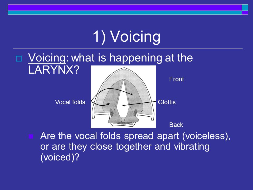 1) Voicing  Voicing: what is happening at the LARYNX.