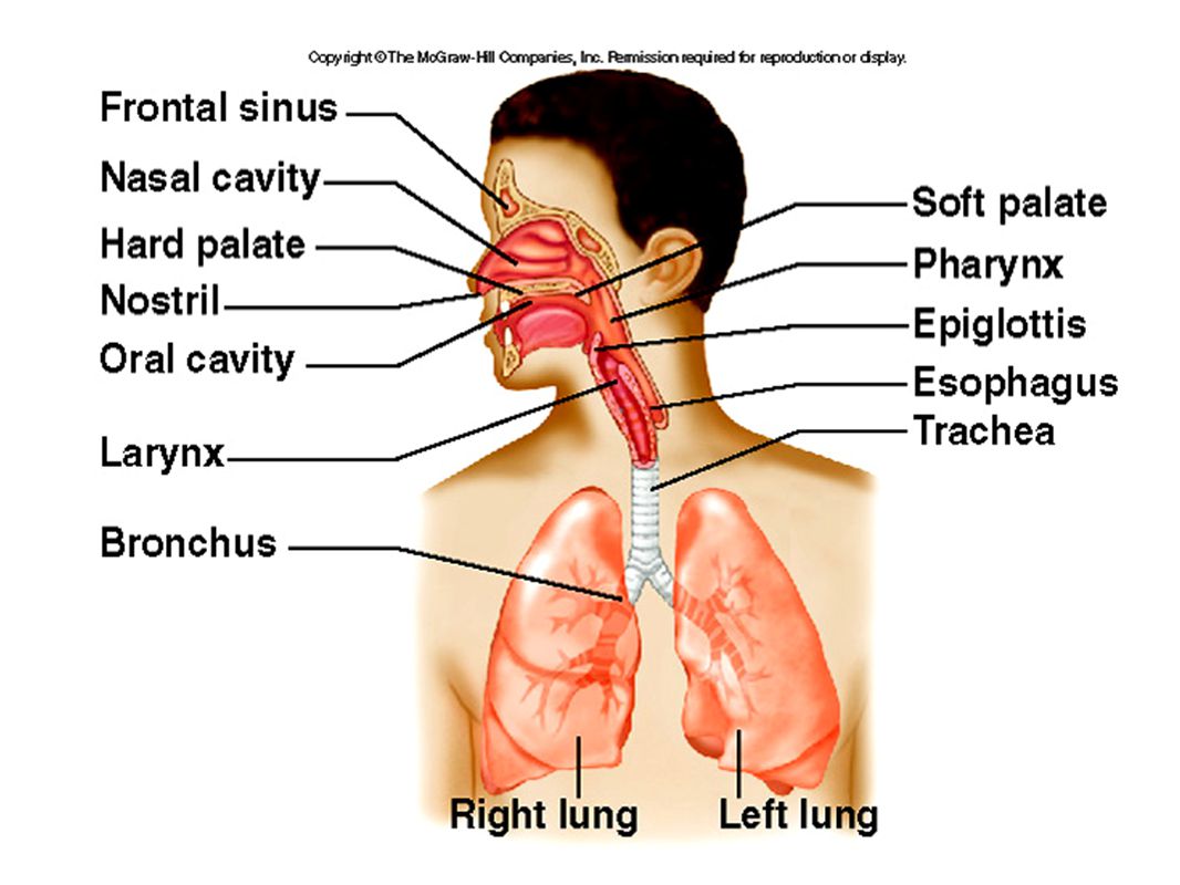 Primary system. Respiratory System. Respiratory System nose. Gas Exchange of Respiratory System.