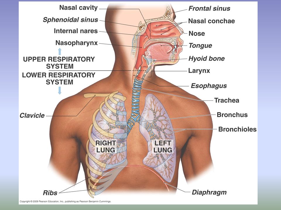 RADS 3053: Radiographic Procedures 2: Chest Flashcards Quizlet