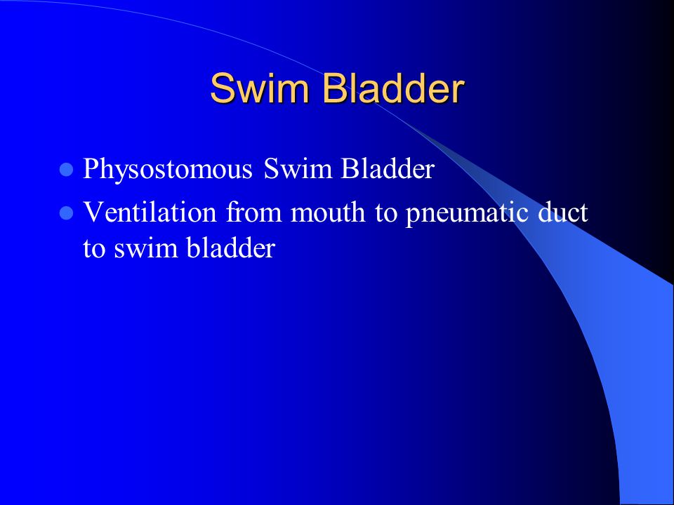 Swim Bladder Physostomous Swim Bladder Ventilation from mouth to pneumatic duct to swim bladder