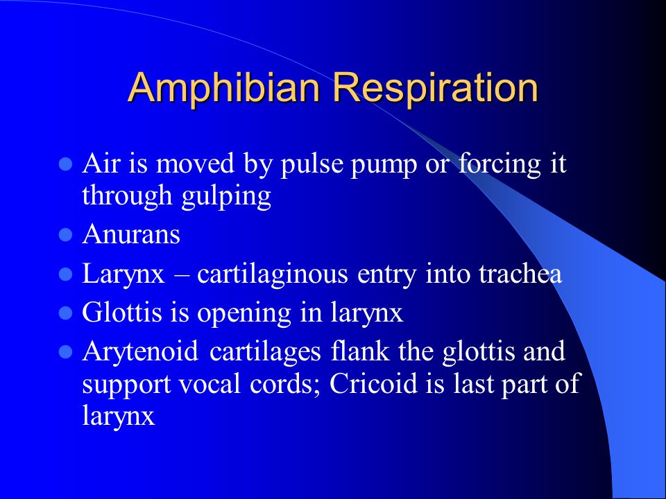 Amphibian Respiration Air is moved by pulse pump or forcing it through gulping Anurans Larynx – cartilaginous entry into trachea Glottis is opening in larynx Arytenoid cartilages flank the glottis and support vocal cords; Cricoid is last part of larynx
