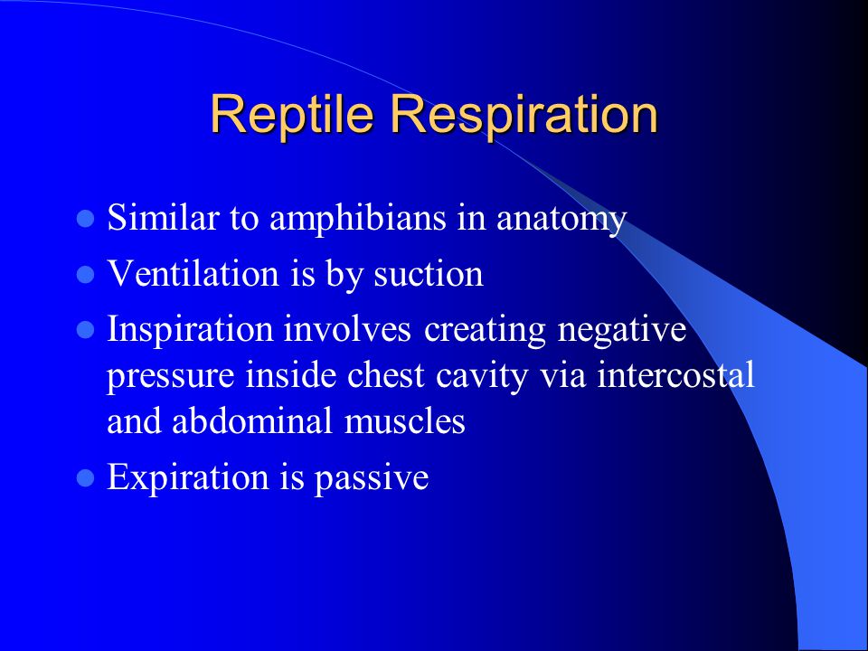Reptile Respiration Similar to amphibians in anatomy Ventilation is by suction Inspiration involves creating negative pressure inside chest cavity via intercostal and abdominal muscles Expiration is passive