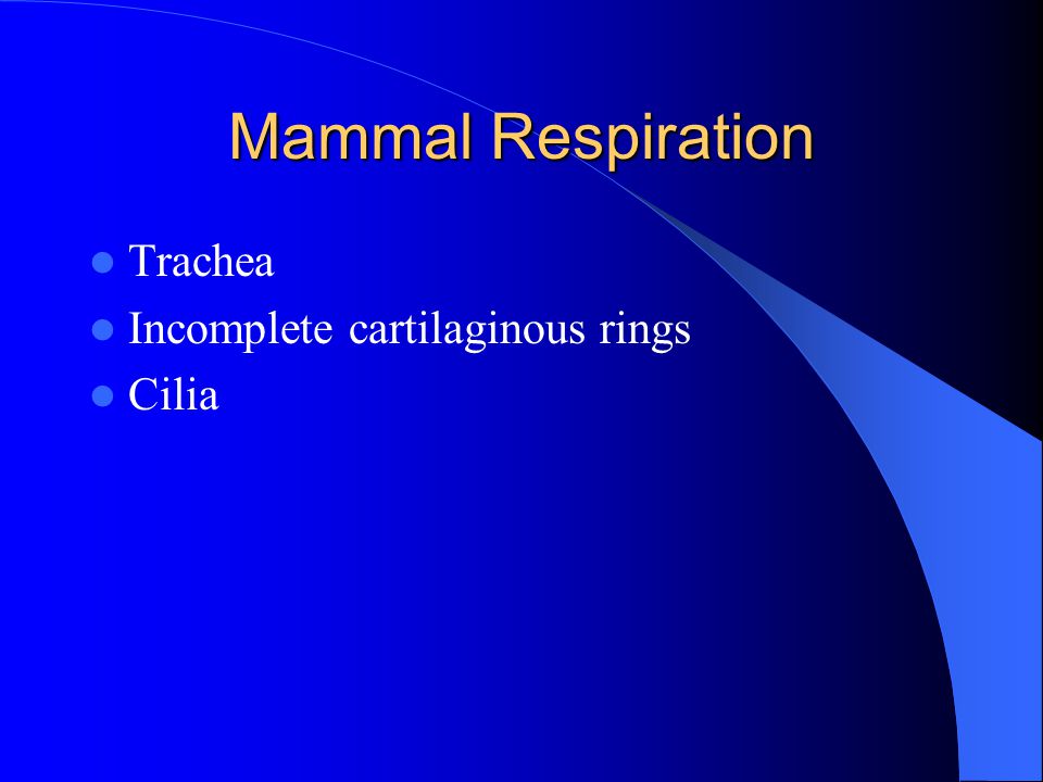 Mammal Respiration Trachea Incomplete cartilaginous rings Cilia