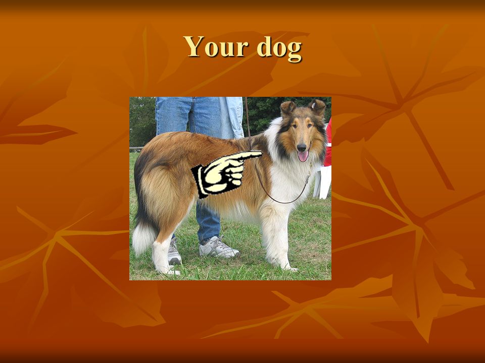 Your dog