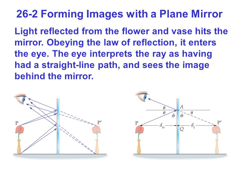 26-2 Forming Images with a Plane Mirror Light reflected from the flower and vase hits the mirror.