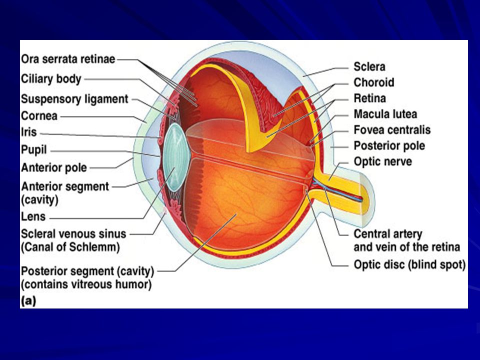 structura ochilor și acuitatea vizuală