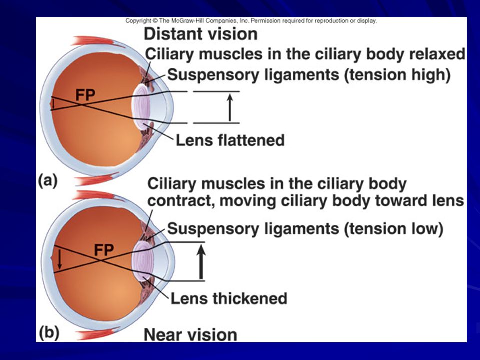 Calea fasciculului pentru miopie:. Echipament Medical | oftalmo