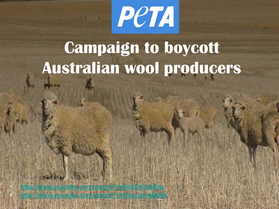Campaign to boycott Australian wool producers   v=KsVpV0qsEns   v=OJucymwBU6k