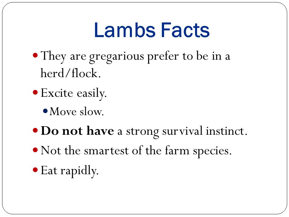 Lambs Facts They are gregarious prefer to be in a herd/flock.