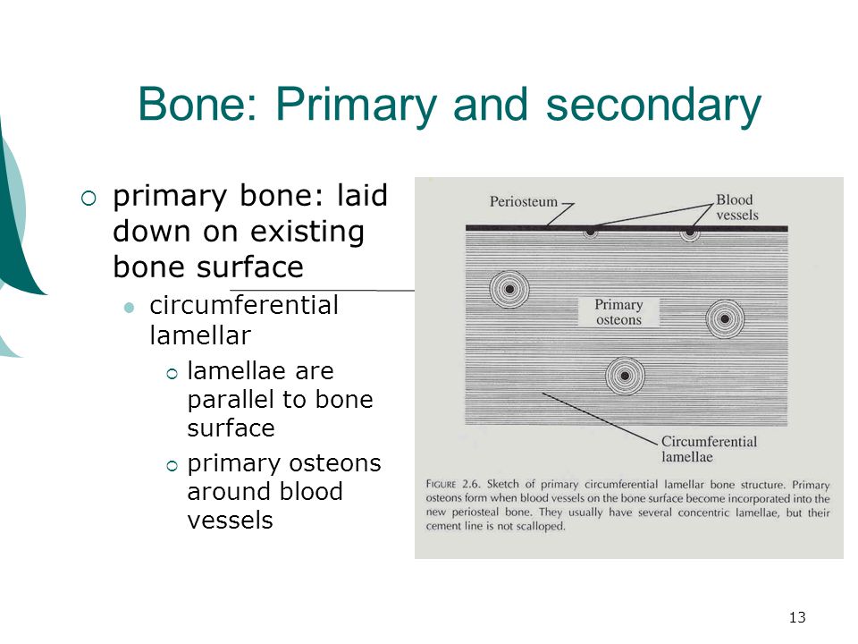 13 Bone: Primary and secondary  primary bone: laid down on existing bone surface circumferential lamellar  lamellae are parallel to bone surface  primary osteons around blood vessels