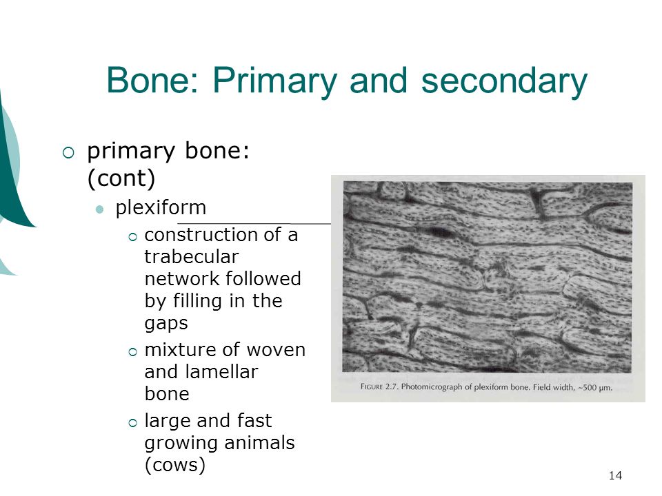 14 Bone: Primary and secondary  primary bone: (cont) plexiform  construction of a trabecular network followed by filling in the gaps  mixture of woven and lamellar bone  large and fast growing animals (cows)
