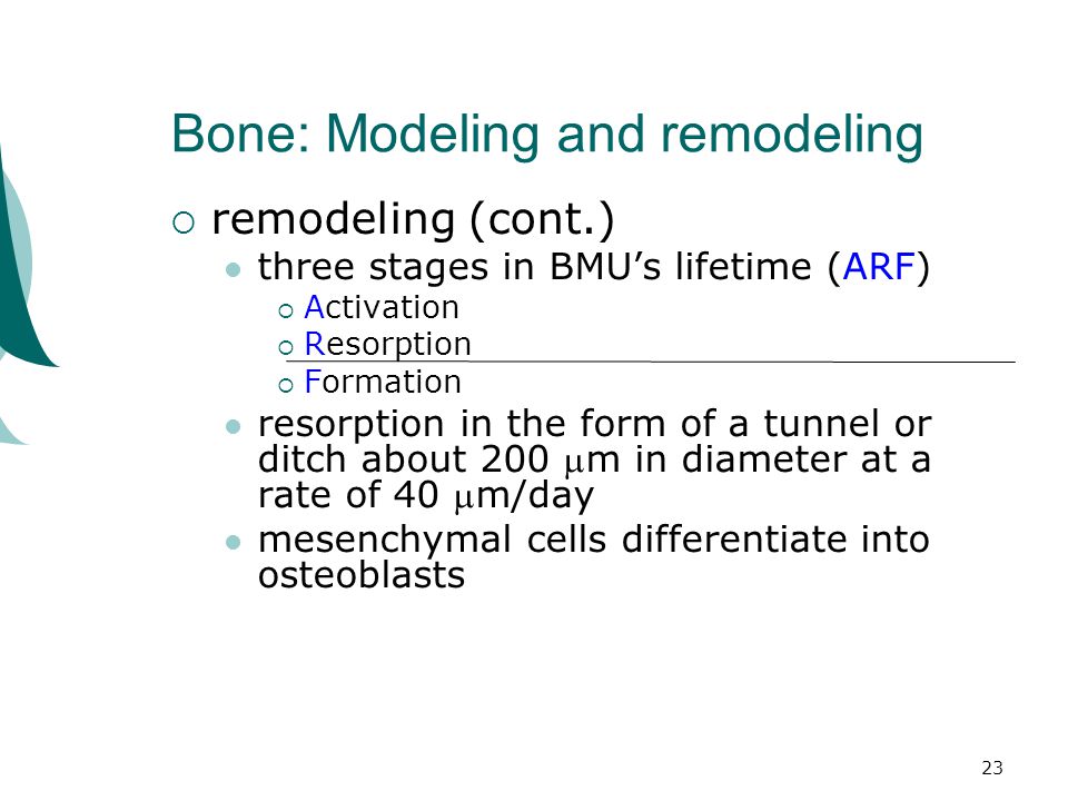 23 Bone: Modeling and remodeling  remodeling (cont.) three stages in BMU’s lifetime (ARF)  Activation  Resorption  Formation resorption in the form of a tunnel or ditch about 200 m in diameter at a rate of 40 m/day mesenchymal cells differentiate into osteoblasts