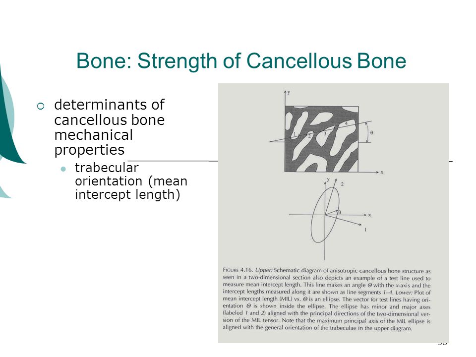 38 Bone: Strength of Cancellous Bone  determinants of cancellous bone mechanical properties trabecular orientation (mean intercept length)