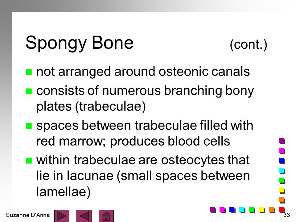 Suzanne D\'Anna1 The Skeletal System. Suzanne D\'Anna2 Axial Skeletal ... Suzanne D\'Anna1 The Skeletal System. Suzanne D\'Anna2 Axial Skeletal ...