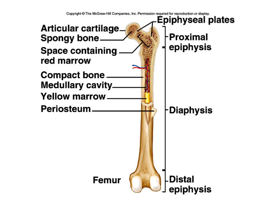 Long bone. Periosteum of Bone. Epiphyseal Plate of long Bone. Spongy. Function of Bone marrow.