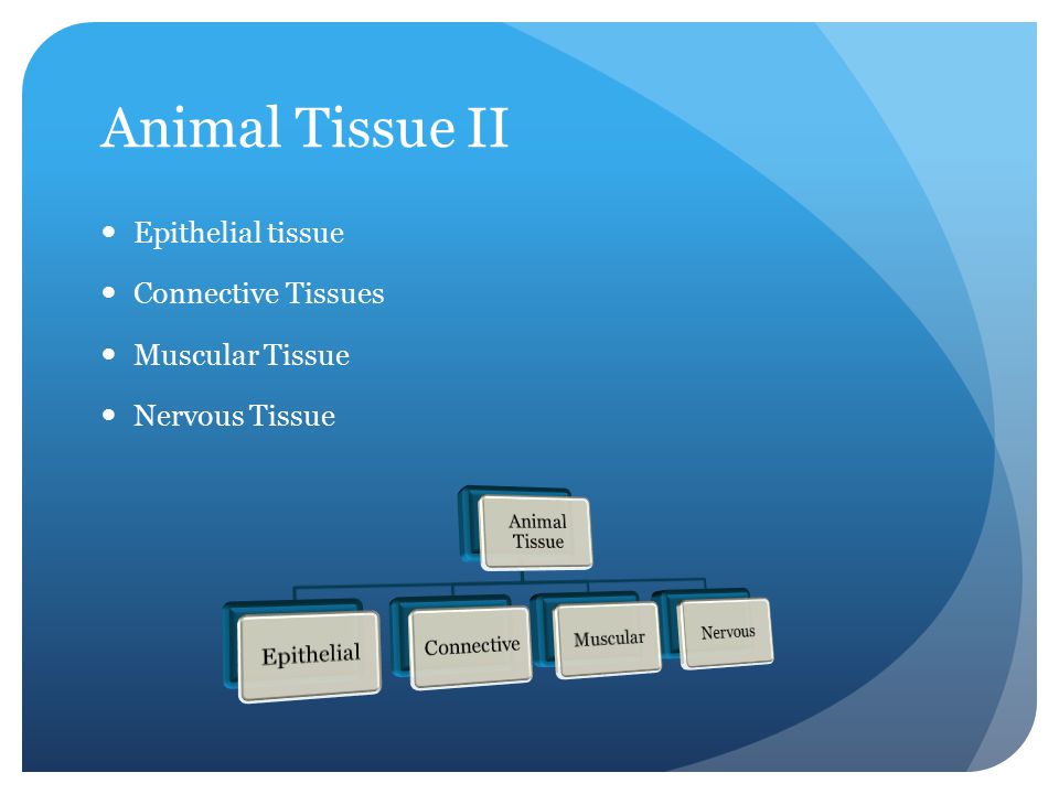 Animal Tissue Packet #52 Chapter #40. Introduction Animals are predators  and must be strong and agile Means that tissue must possess characteristics  of. - ppt download
