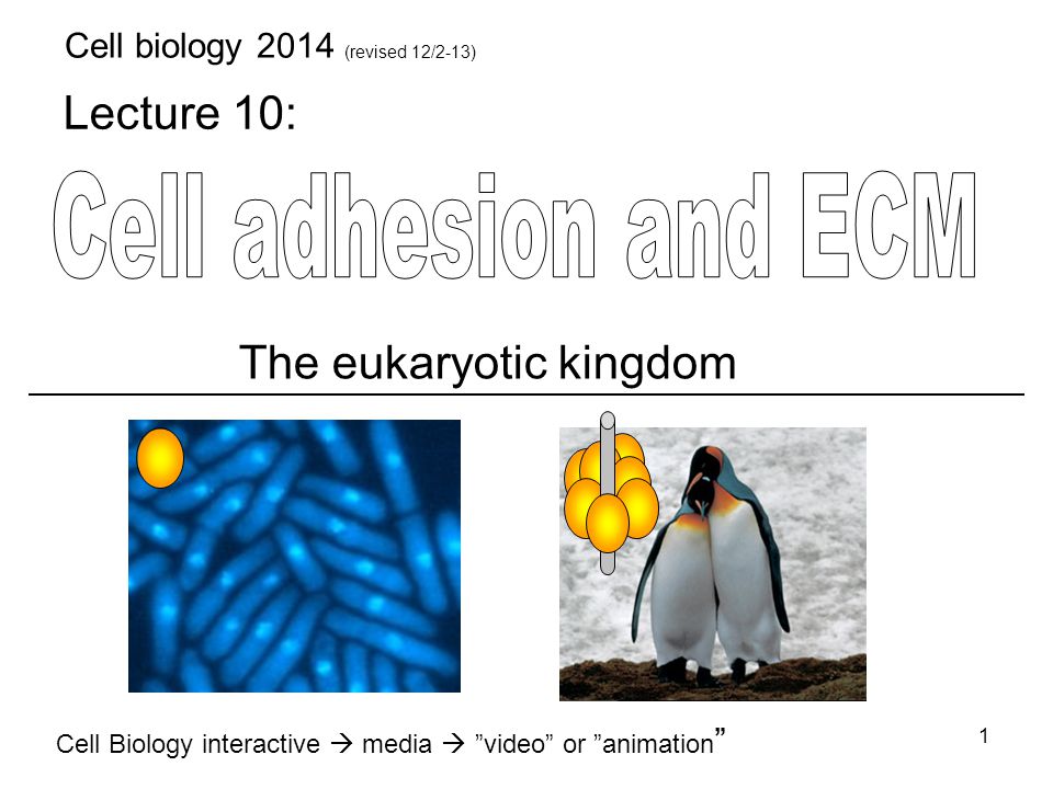 Lecture 10: Cell Biology interactive  media  ”video” or ”animation ” The  eukaryotic kingdom 1 Cell biology 2014 (revised 12/2-13) - ppt download