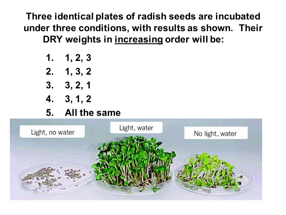 Three identical plates of radish seeds are incubated under three conditions, with results as shown.