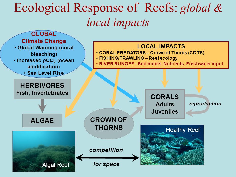 Ecological Response of Reefs: global & local impacts ALGAE Algal Reef GLOBAL Climate Change Global Warming (coral bleaching) Increased pCO 2 (ocean acidification) Sea Level Rise HERBIVORES Fish, Invertebrates competition CROWN OF THORNS reproduction CORALS Adults Juveniles for space Healthy Reef LOCAL IMPACTS CORAL PREDATORS – Crown of Thorns (COTS) FISHING/TRAWLING – Reef ecology RIVER RUNOFF - Sediments, Nutrients, Freshwater input