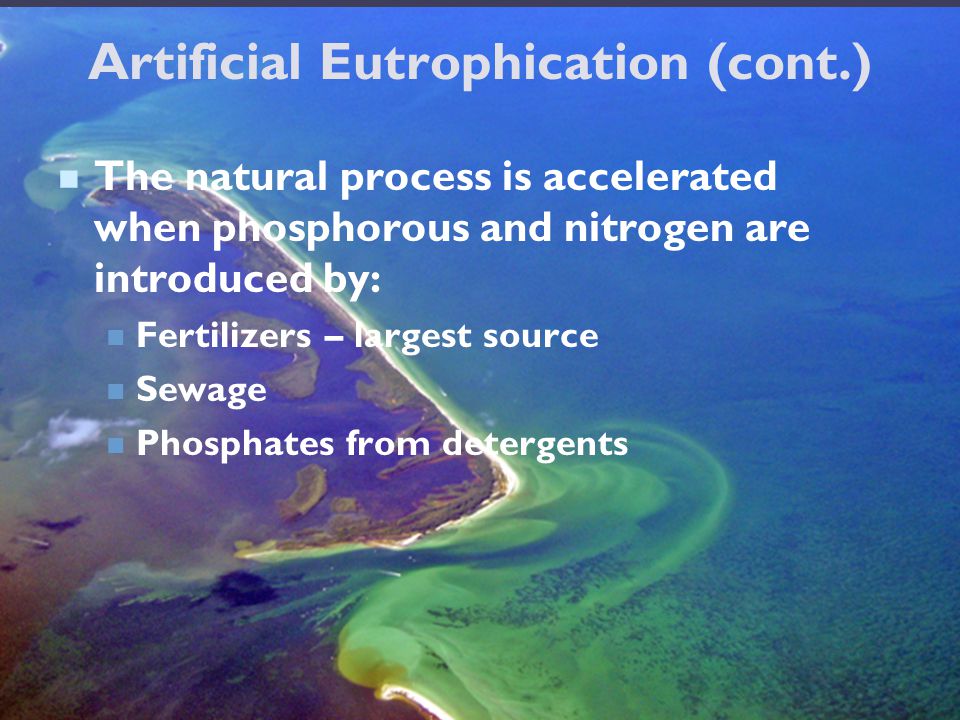 Artificial Eutrophication (cont.) The natural process is accelerated when phosphorous and nitrogen are introduced by: Fertilizers – largest source Sewage Phosphates from detergents