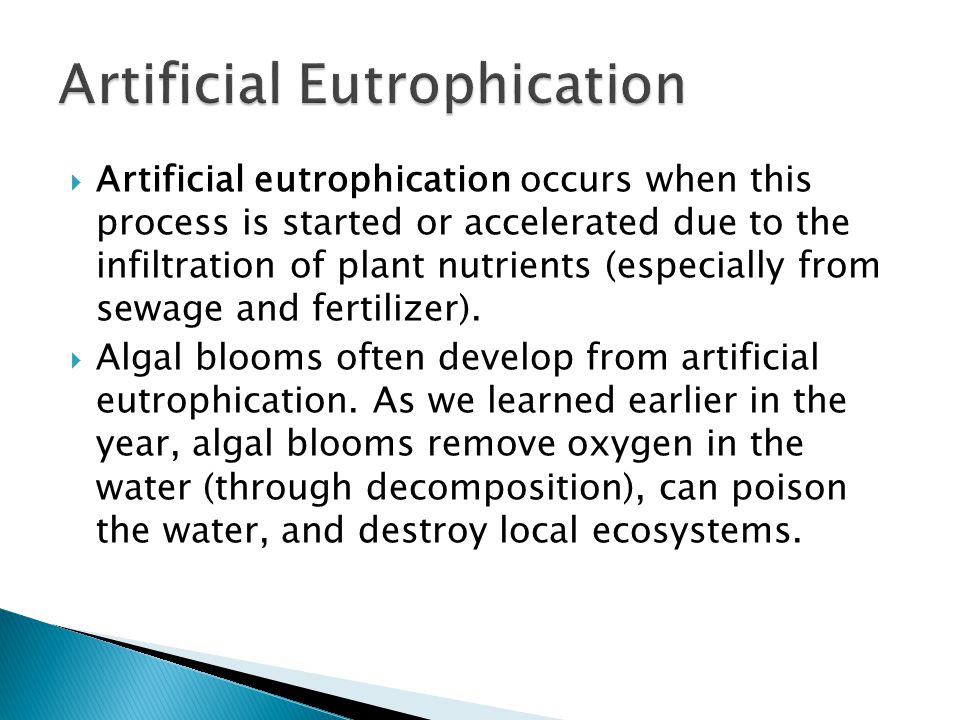  Artificial eutrophication occurs when this process is started or accelerated due to the infiltration of plant nutrients (especially from sewage and fertilizer).