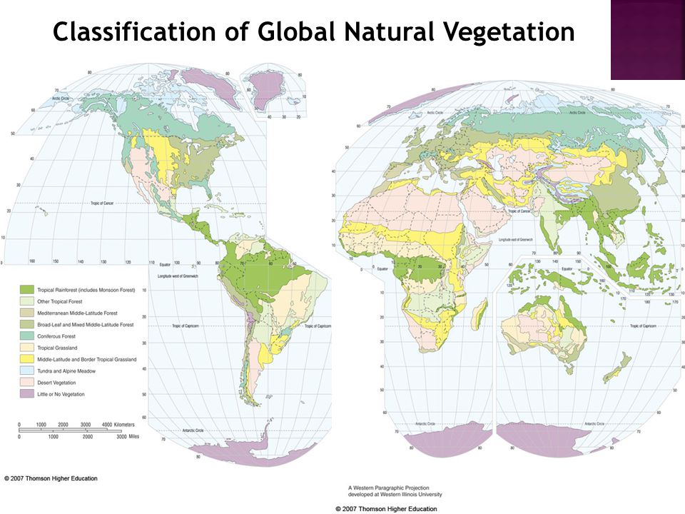 Classification of Global Natural Vegetation