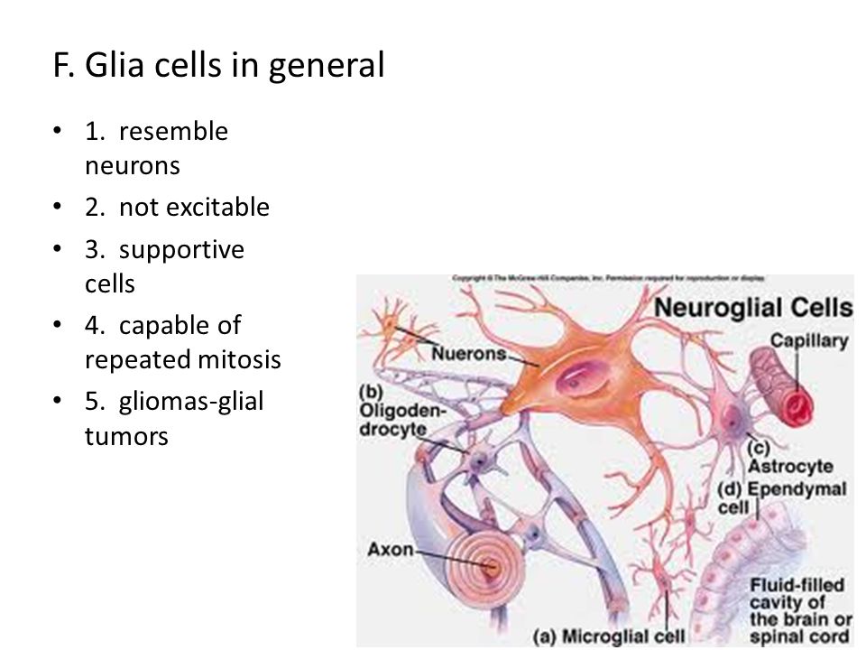 F. Glia cells in general 1. resemble neurons 2. not excitable 3.
