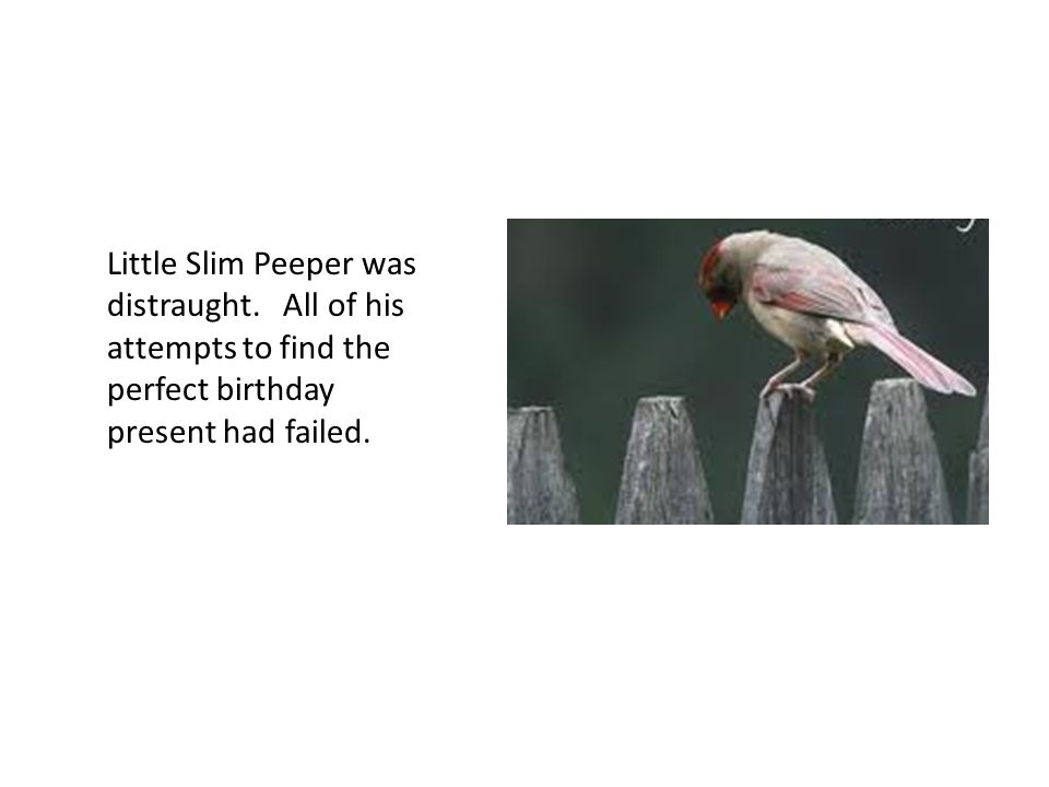 Little Slim Peeper was distraught.