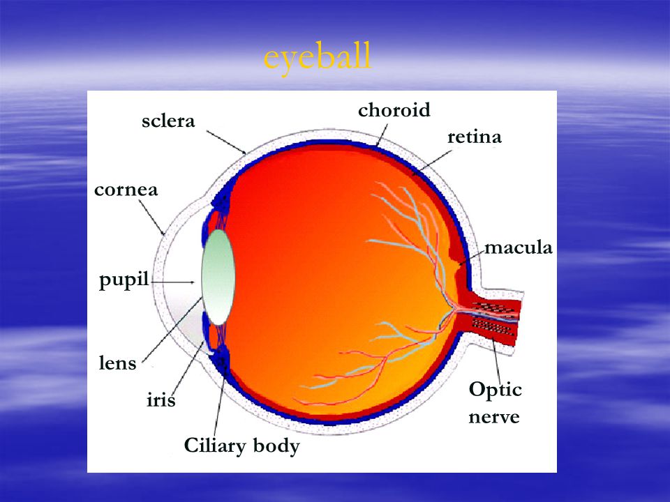 The eye 一. Layers of the eye  corneoscleral coat : fibrous layer, include  the sclera, the white portion,and the cornea, the transparent portion.   vascular. - ppt download