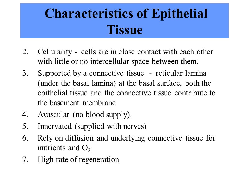 1 Chapter 5 Tissues – Epithelial. 2 Introduction Similar cells with a  common function are called tissues. The study of tissues is called  histology. There. - ppt download