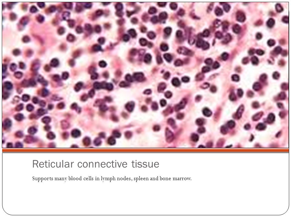 A Closer Look Tissues of the human body. Epithelial Tissues The lining ...