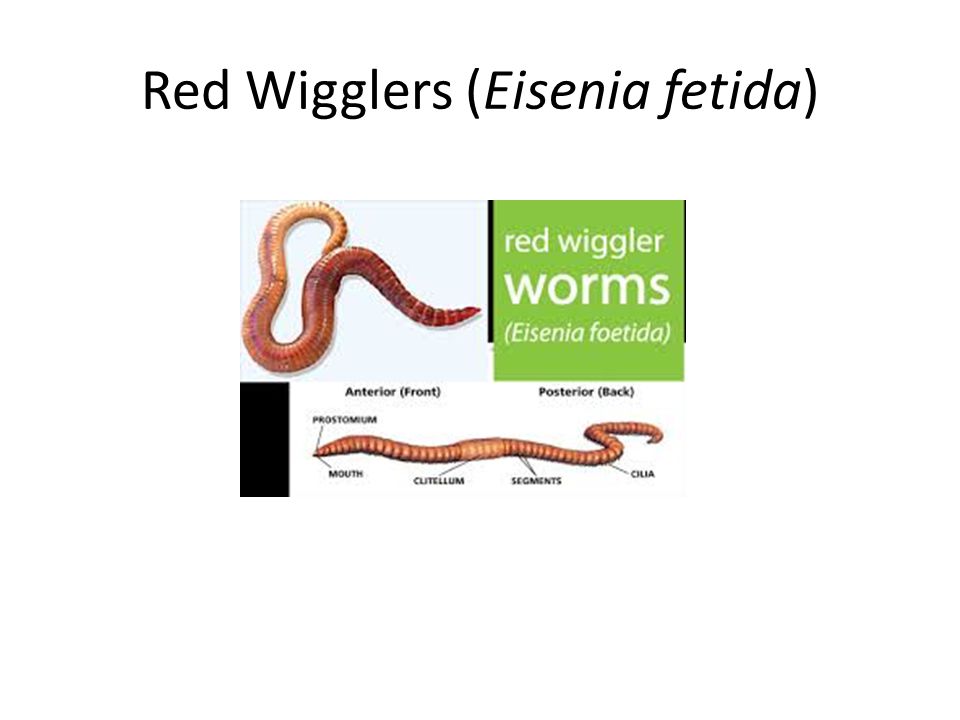 Red Wigglers (Eisenia fetida)