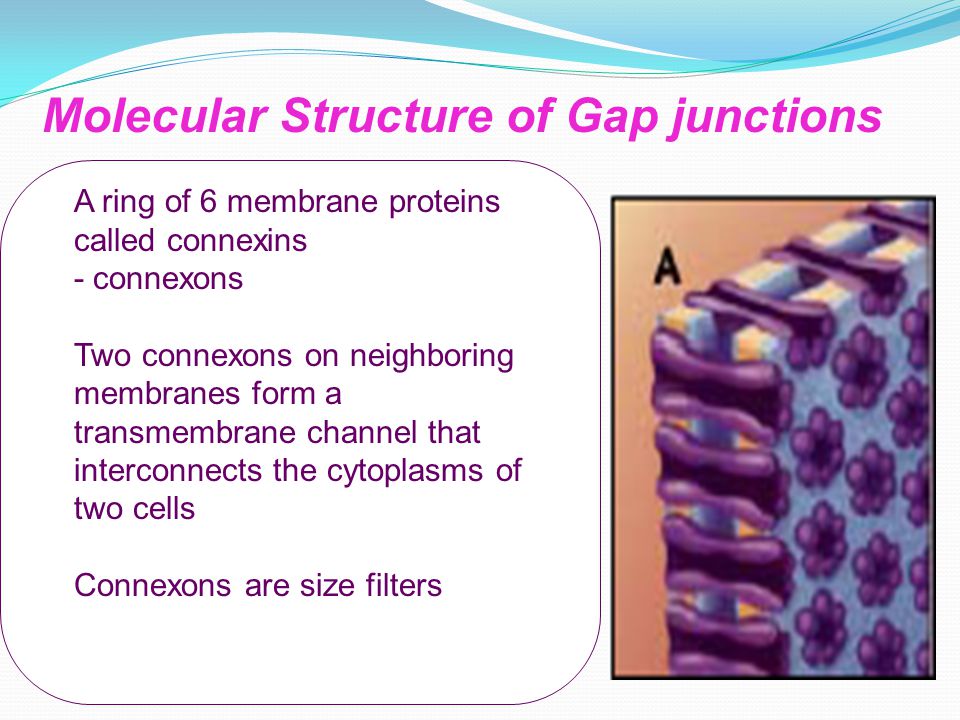 Cell Junctions structure & role presented by Suman.Thota M.Pharm I ...