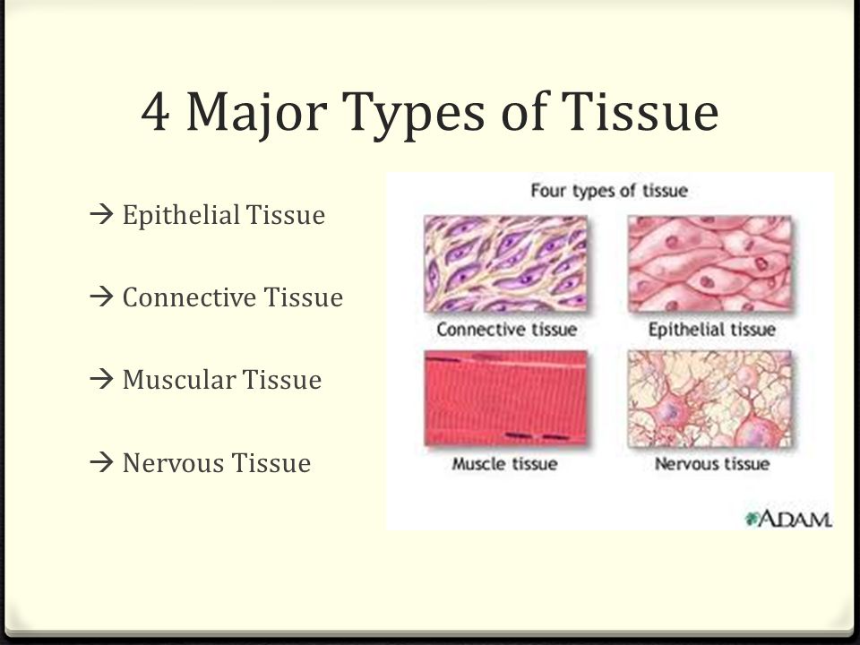Body Tissues & Membranes Ch.4 Anatomy and Physiology Miss Tavitian. - ppt  download