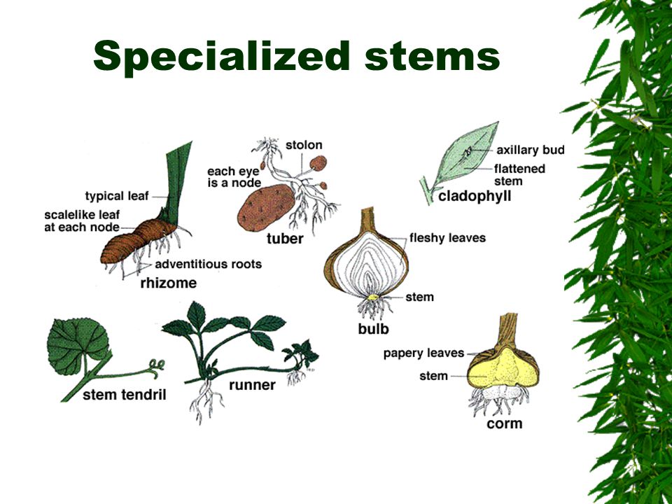 specialized stems