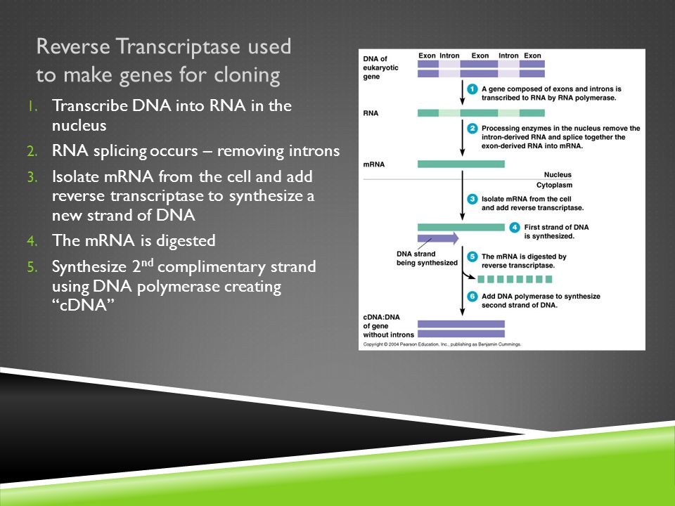 Reverse Transcriptase used to make genes for cloning 1.