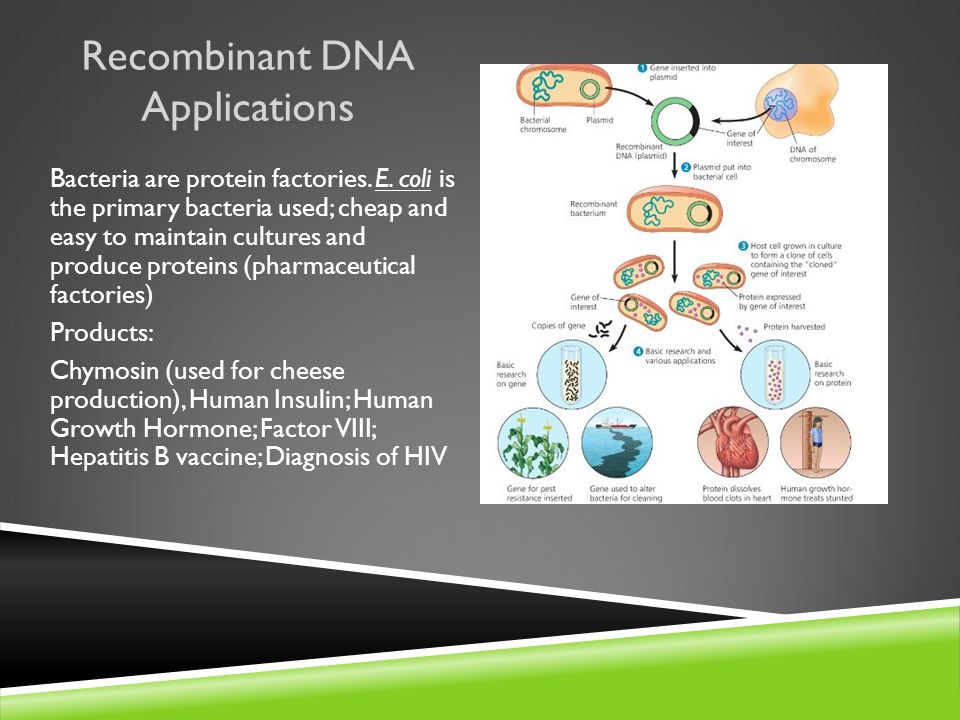 Recombinant DNA Applications Bacteria are protein factories.