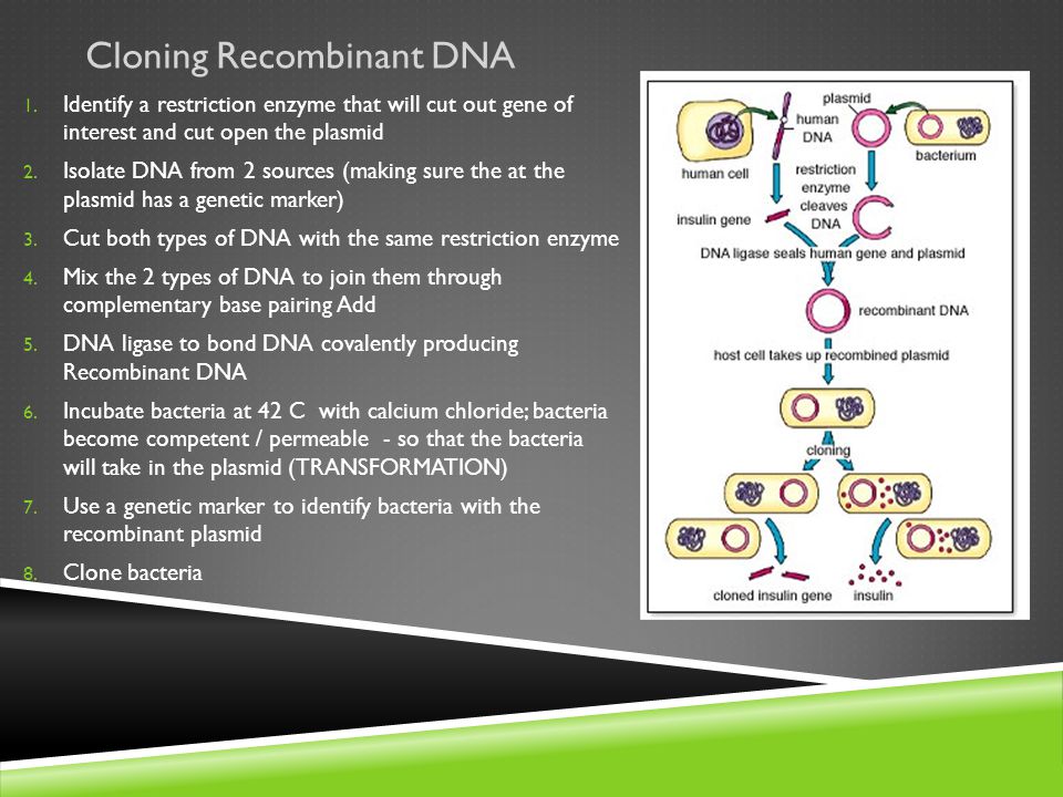 Cloning Recombinant DNA 1.