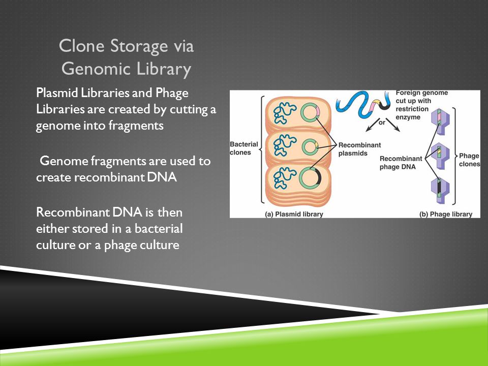 Clone Storage via Genomic Library Plasmid Libraries and Phage Libraries are created by cutting a genome into fragments Genome fragments are used to create recombinant DNA Recombinant DNA is then either stored in a bacterial culture or a phage culture