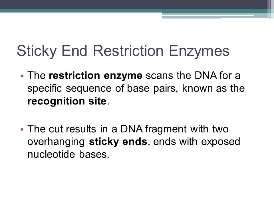 Sticky End Restriction Enzymes The restriction enzyme scans the DNA for a specific sequence of base pairs, known as the recognition site.