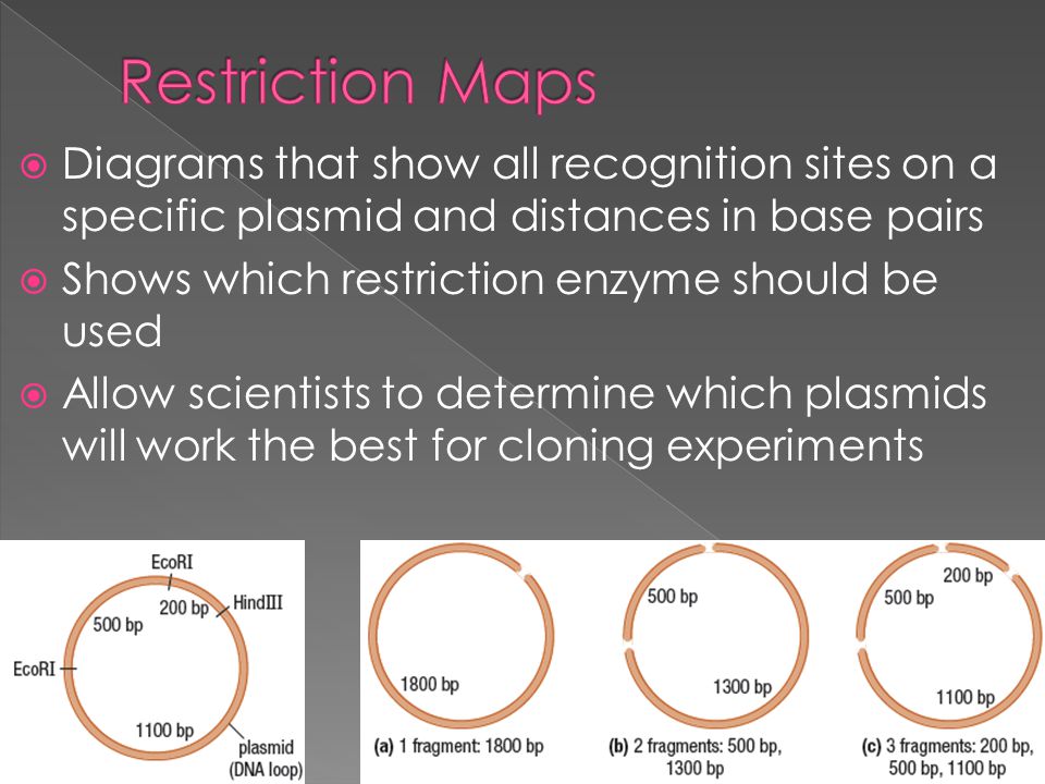  Diagrams that show all recognition sites on a specific plasmid and distances in base pairs  Shows which restriction enzyme should be used  Allow scientists to determine which plasmids will work the best for cloning experiments